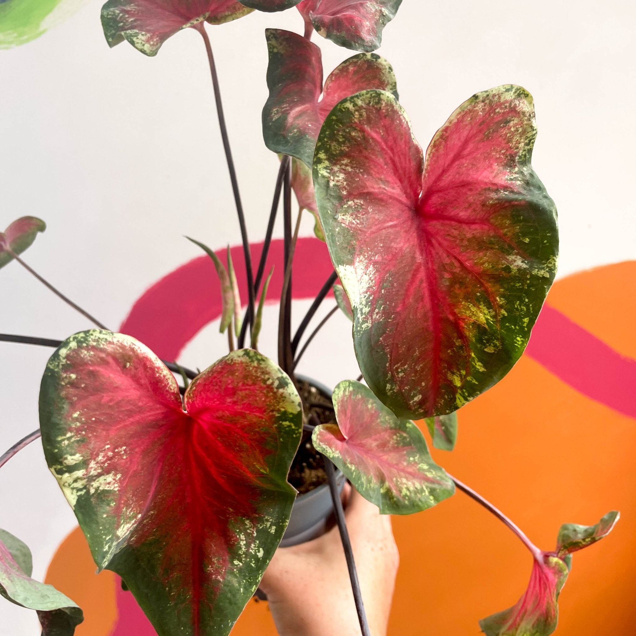 Caladium 'Heart's Delight' Sprouts of Bristol