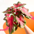 Angel Wings - Caladium 'Red Glamour' - Sprouts of Bristol