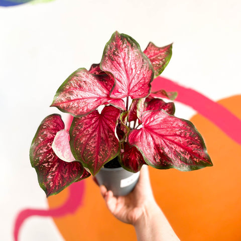 Angel Wings - Caladium 'Scarlet Flame' - Sprouts of Bristol