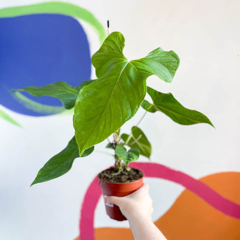 anthurium balaoanum care Anthurium balaoanum – Sprouts of Bristol