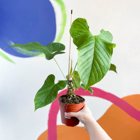 anthurium balaoanum for sale Anthurium balaoanum – Sprouts of Bristol