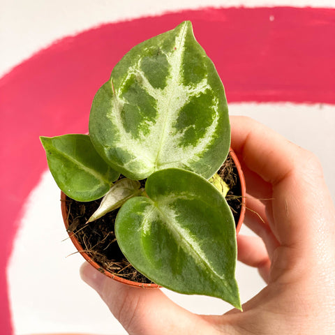 anthurium crystallinum silver Anthurium crystallinum 'Silver Blush' – Sprouts of Bristol