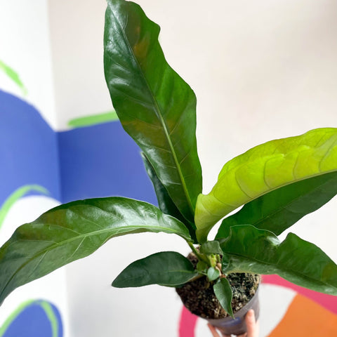 anthurium crassinervium var crispimarginatum Anthurium elipticum 'Dschungelbusch' – Sprouts of Bristol