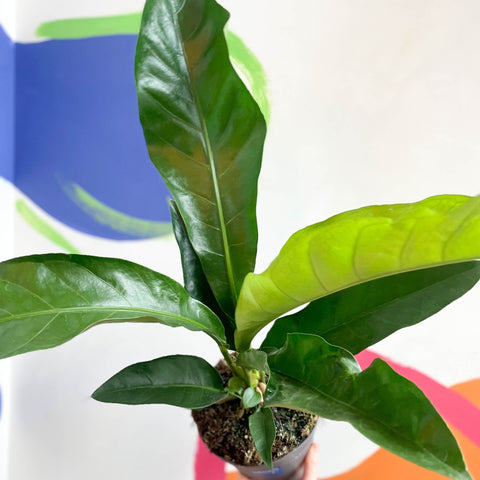 anthurium crassinervium jungle bush Anthurium ellipticum 'Jungle Bush' – Sprouts of Bristol