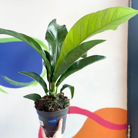 anthurium ellipticum jungle bush care Anthurium ellipticum 'Jungle Bush' – Sprouts of Bristol