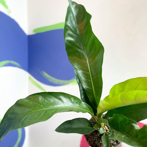 anthurium jungle bush plant Anthurium ellipticum 'Jungle Bush' – Sprouts of Bristol