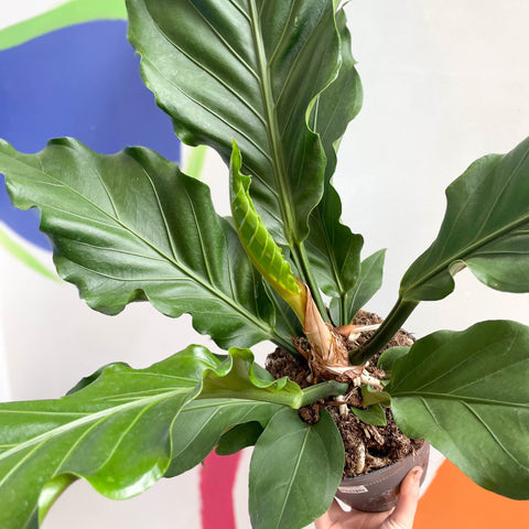 anthurium plowmanii care Anthurium arado – Sprouts of Bristol
