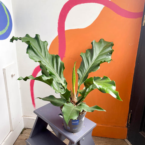 anthurium plowmani Anthurium plowmanii – Sprouts of Bristol
