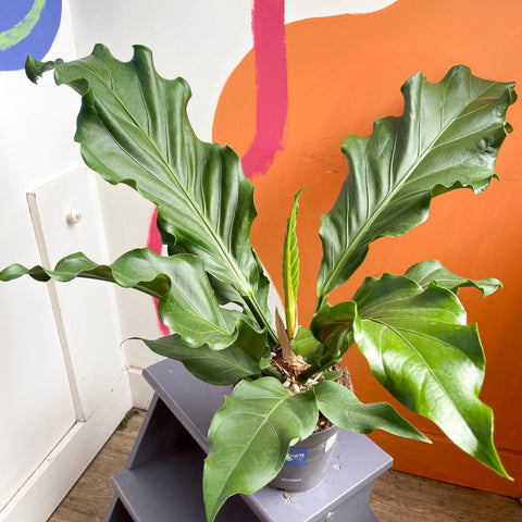 anthurium plowmani Anthurium plowmanii – Sprouts of Bristol