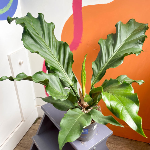 anthurium plowmanii care Anthurium arado – Sprouts of Bristol