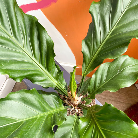 anthurium plowmannii Anthurium plowmanii – Sprouts of Bristol