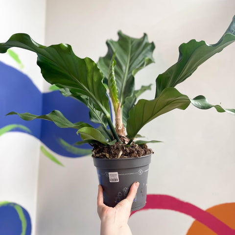 anthurium plowmani Anthurium plowmanii – Sprouts of Bristol