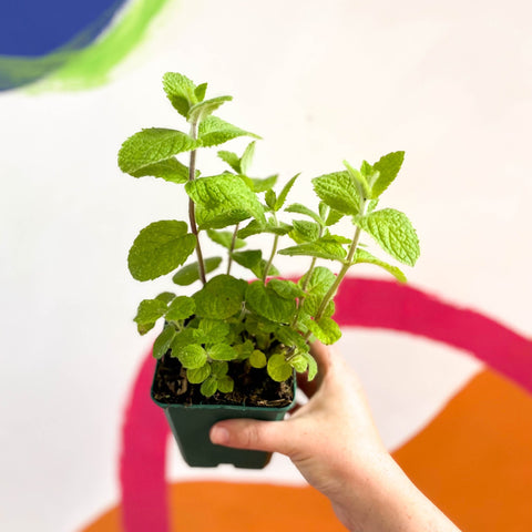 mint hanging plant Mentha suaveolens - Apple Mint