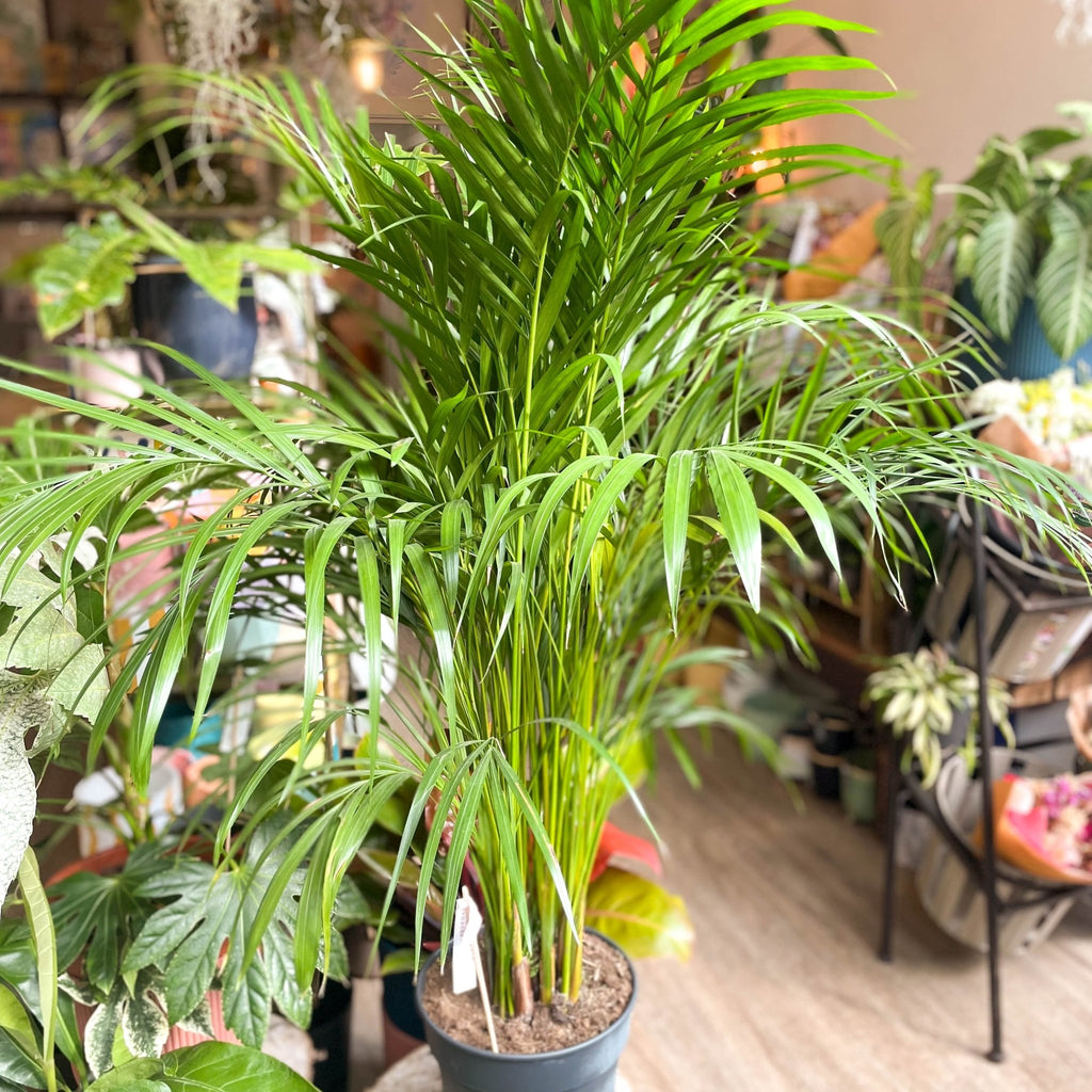 Areca Palm - Chrysalidocarpus lutescens - Sprouts of Bristol