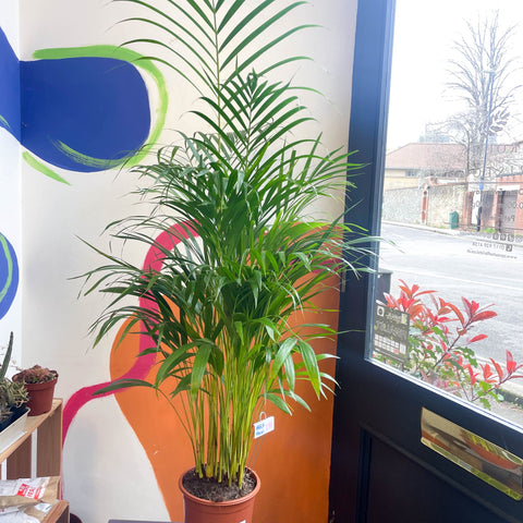 areca palm houseplant uk Areca Palm