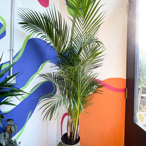 palmera indoor plant Chrysalidocarpus lutescens - Areca Palm