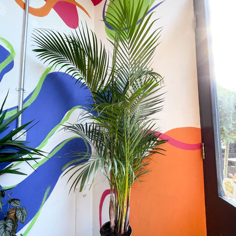 palm type plants uk Chrysalidocarpus lutescens - Areca Palm
