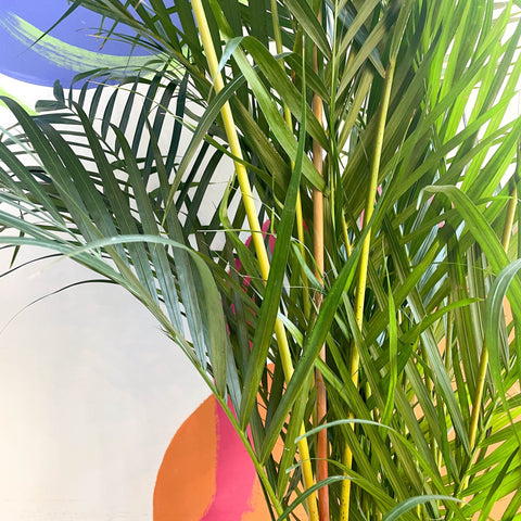 areca palm for sale uk Chrysalidocarpus lutescens - Areca Palm