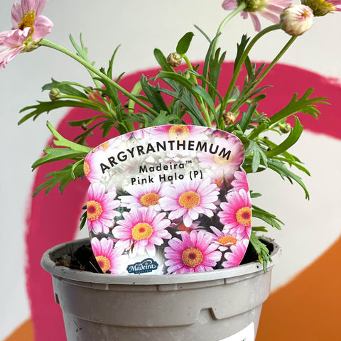 Argyranthemum 'Madeira Pink Halo' - UK Grown - Sprouts of Bristol