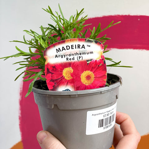 Argyranthemum 'Madeira Red' - UK Grown - Sprouts of Bristol