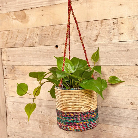 Artisan Cylindrical Hanging Plant Basket: Small - Sprouts of Bristol