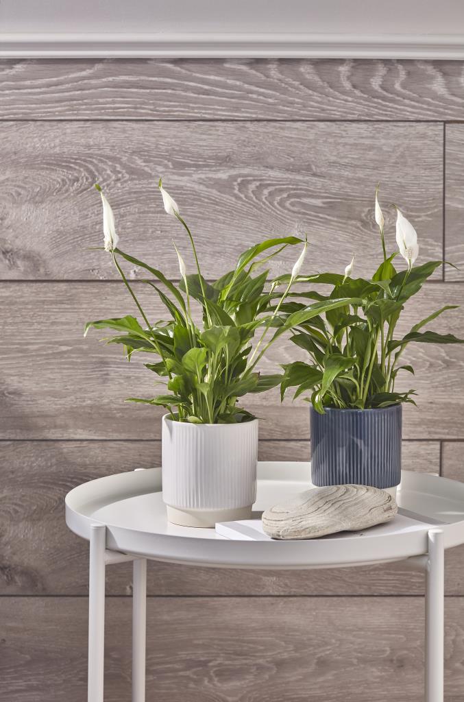Athens Reactive Glazed Ribbed Planter in White - Sprouts of Bristol