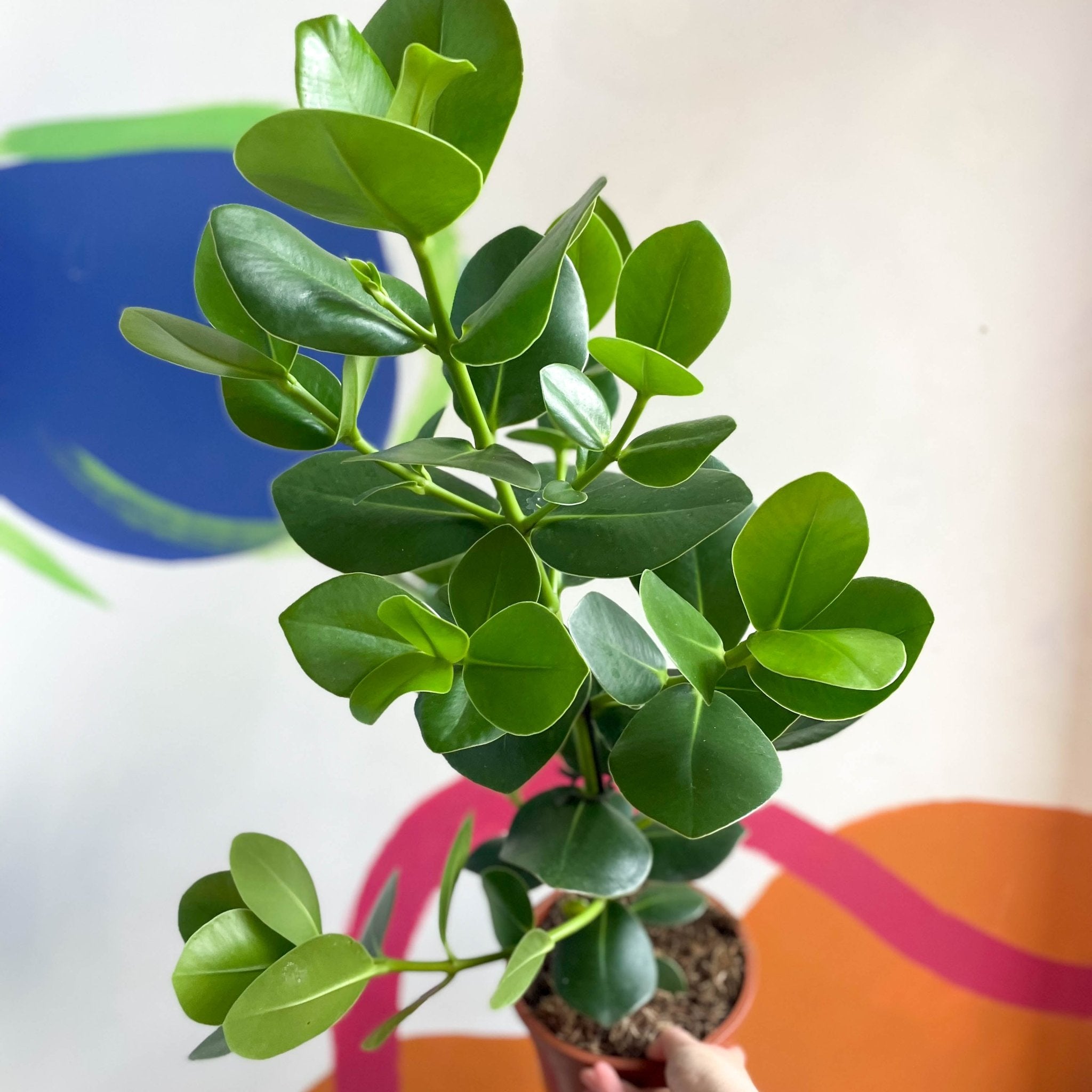 Clusia rosea 'Princess' - Autograph Tree – Sprouts of Bristol
