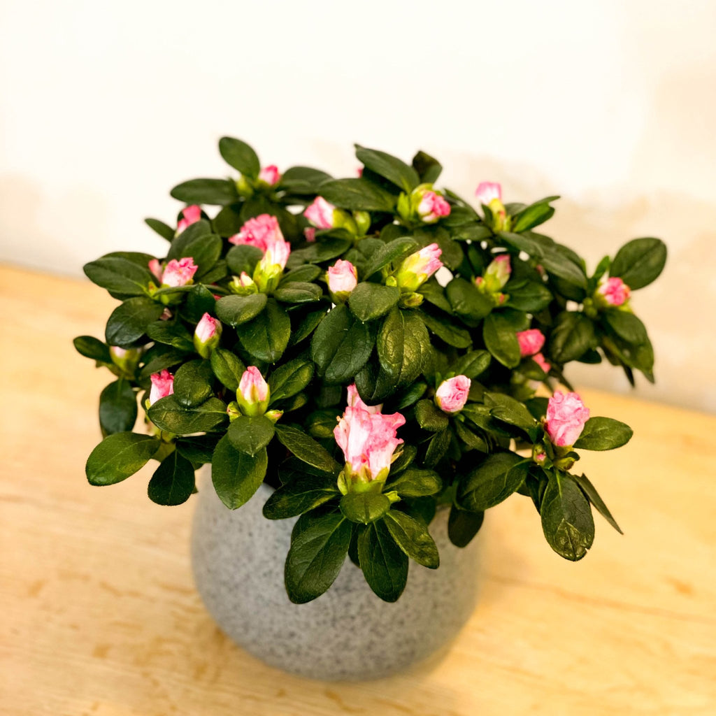 Azalea 'Flandresse' - Rhododendron simsii - Sprouts of Bristol
