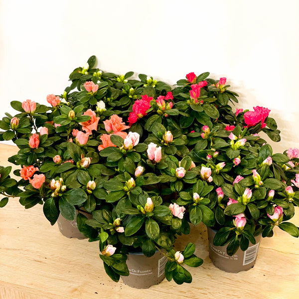 Azalea 'Flandresse' - Rhododendron simsii  Sprouts of Bristol