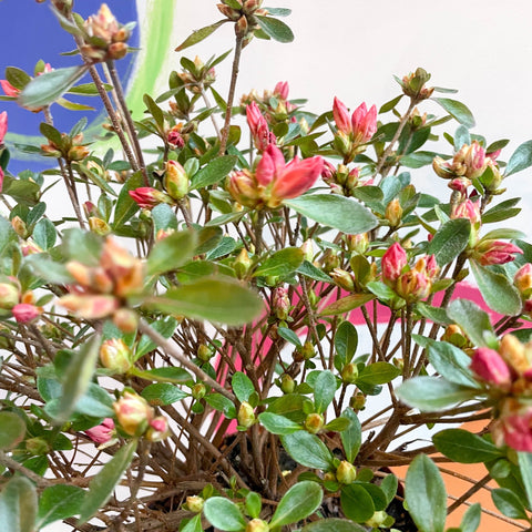 Azalea - Rhododendron japonica 'Blaauwis Pink' - Evergreen Shrub - Sprouts of Bristol