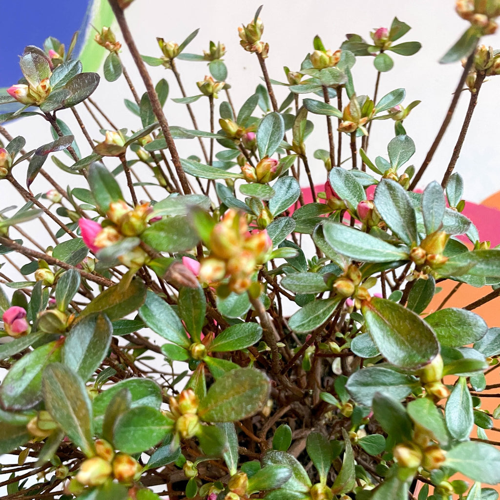 Azalea - Rhododendron japonica 'Conny' - Evergreen Shrub - Sprouts of Bristol