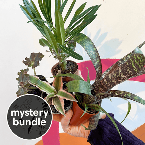 Baby Plant Mystery Bundle | Subscription Available | House Plant Lucky Dip Gift Set - Sprouts of Bristol