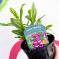 Beard Tongue - Penstemon 'Arabesque Violet' - British Grown Perennial - Sprouts of Bristol