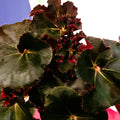 Beefsteak Plant - Begonia x erythrophylla 'Black Jungle' - Sprouts of Bristol