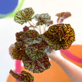 Begonia bowerae 'Green Fever' - Sprouts of Bristol