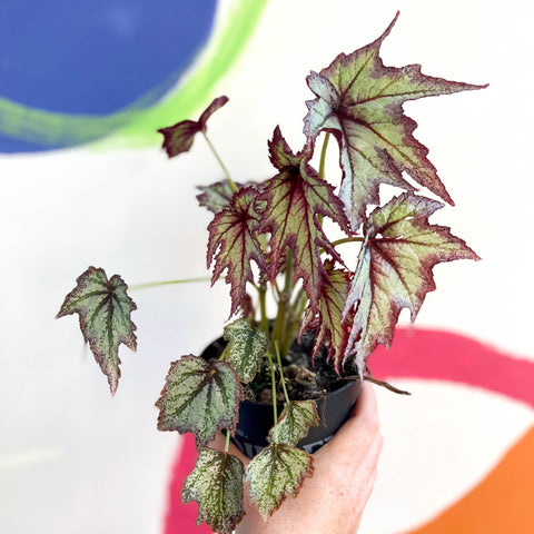 Begonia 'Connie Boswell' - Welsh Grown - Sprouts of Bristol