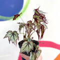 Begonia 'Connie Boswell' - Welsh Grown - Sprouts of Bristol