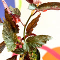 Begonia 'Down Home' - Welsh Grown - Sprouts of Bristol