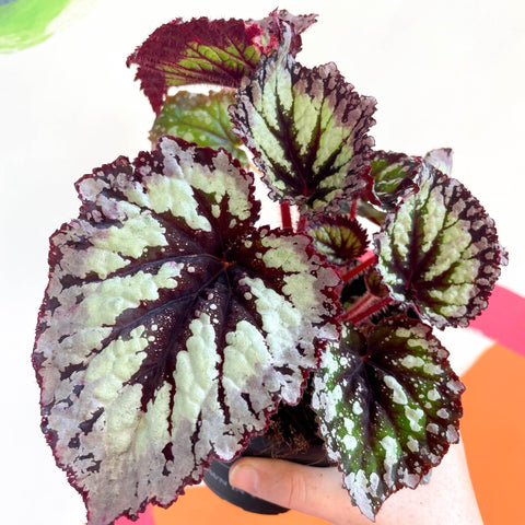 Begonia 'Fireworks' - Welsh Grown - Sprouts of Bristol
