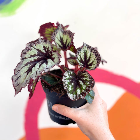 Begonia 'Fireworks' - Welsh Grown - Sprouts of Bristol