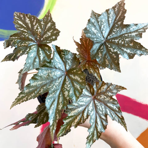 Begonia 'Gryphon' - Sprouts of Bristol