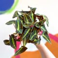Begonia listada - Welsh Grown - Sprouts of Bristol