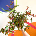 Begonia medora - Welsh Grown - Sprouts of Bristol