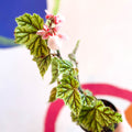 Begonia metallica - Welsh Grown - Sprouts of Bristol