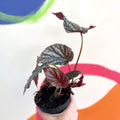Begonia 'Mishmi Silver' - Welsh Grown - Sprouts of Bristol