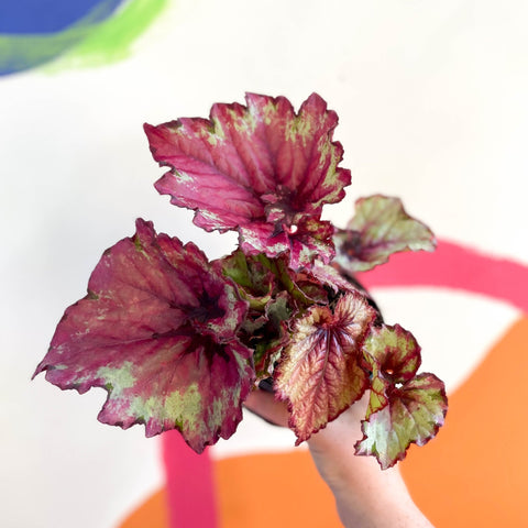 Begonia 'Raspberry Swirl' - Welsh Grown - Sprouts of Bristol