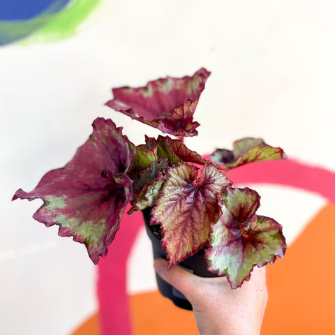 Begonia 'Raspberry Swirl' - Welsh Grown – Sprouts of Bristol