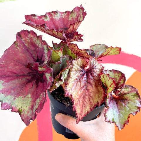 Begonia 'Raspberry Swirl' - Welsh Grown – Sprouts of Bristol