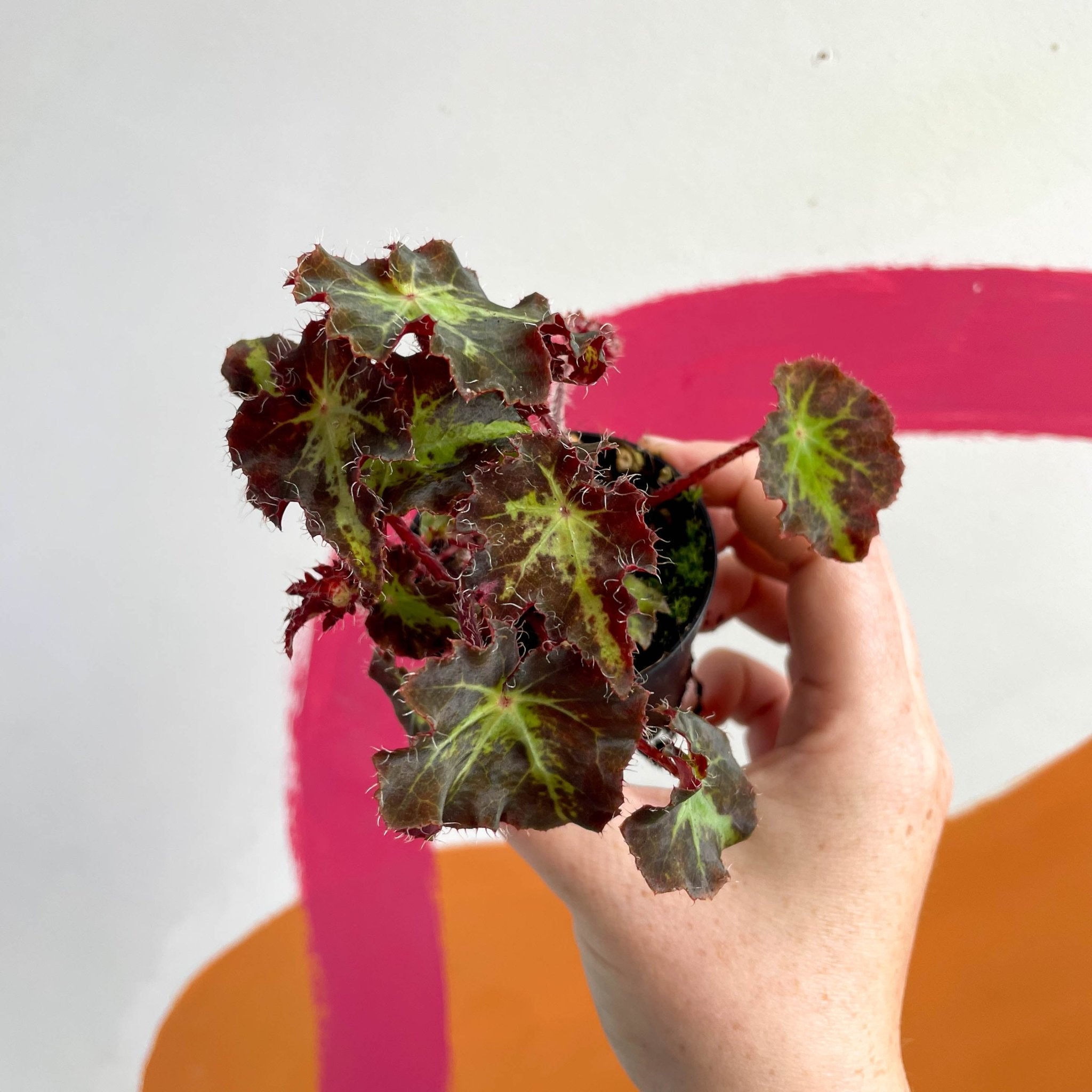 Begonia rex Beatrice Haddrell Welsh Grown