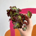 Begonia rex 'Beatrice Hadrell' - Welsh Grown - Sprouts of Bristol